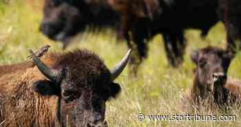 Are bison the key to bringing back Minnesota prairies?