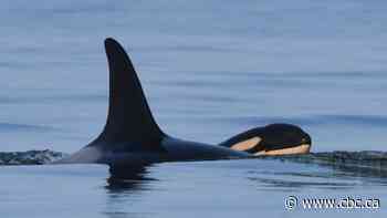 Orca that carried dead calf for 17 days gives birth to healthy new baby