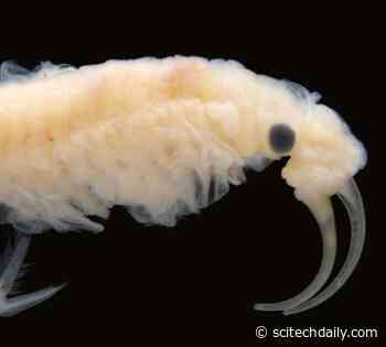 New Species Found in the Hottest Place on Earth