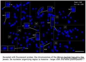 Genetics of the Tree of Life – Understanding the African Baobab Tree