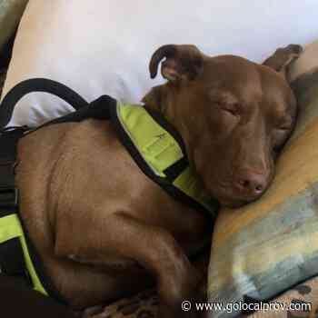 Rotisserie Chicken Brings Home Missing Dog in Rhode Island After 48 Hours - GoLocalProv