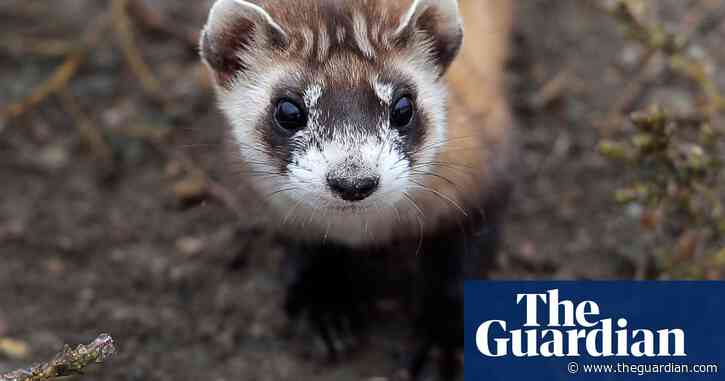 An invisible enemy: the battle to save black-footed ferrets from the plague
