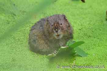 Endangered water voles to be released in Yorkshire nature scheme - St Helens Star
