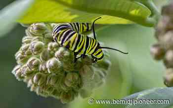 Around the Arts, Sept. 5 - Bemidji Pioneer