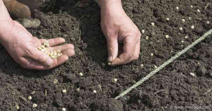 Sorry gardeners, you can't buy foreign seeds on Amazon anymore