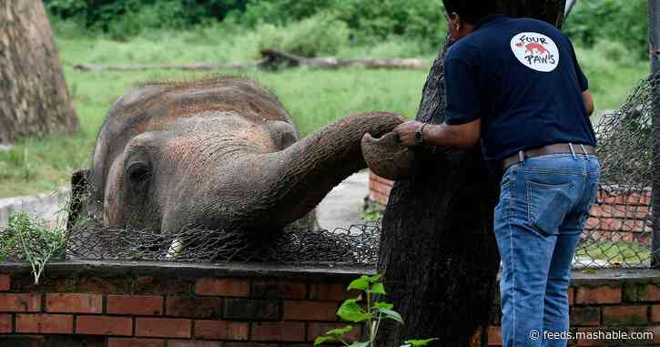 'World's loneliest elephant' to be rescued from infamous zoo