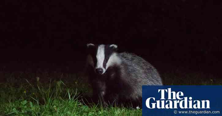 Country diary: there’s a telltale musky smell beneath the plum tree