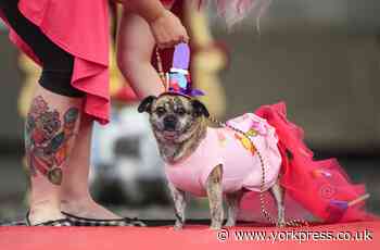 Dogs dress up in crazy costumes for Furbabies Dog Pageant near York