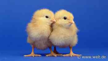 Der Kampf ums Küken zeigt das Dilemma der deutschen Landwirtschaft