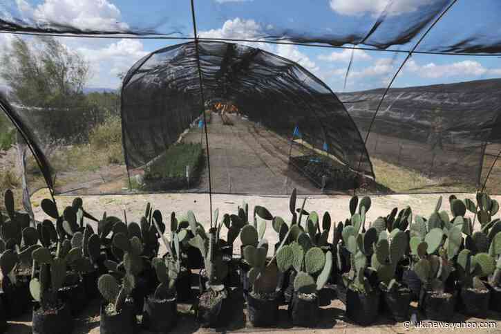 Trees, birds, ponds: Mexico City's ancient lake reclaims scrapped airport