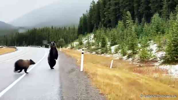 Family of grizzlies spotted near Kananaskis Village