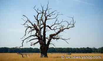 Weatherwatch: heatwaves become silent killer, hitting vulnerable hardest