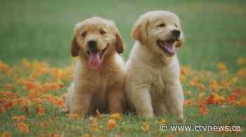 Puppy fraud is on the rise, as scammers play on pet lovers' isolation amid pandemic