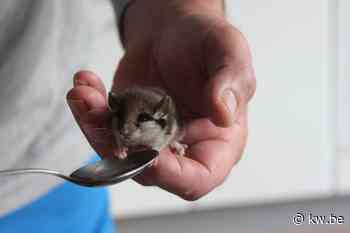 Vogelbeschermers redden zeldzame en beschermde eikelmuis - Milieu & natuur - KW - Krant van Westvlaanderen