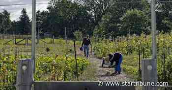 Retooled Oliver Kelley Farm becomes pandemic victory garden