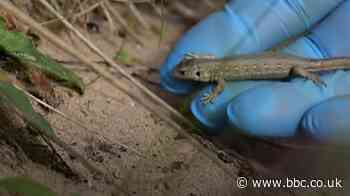Rare sand lizards released on Fylde coast dunes
