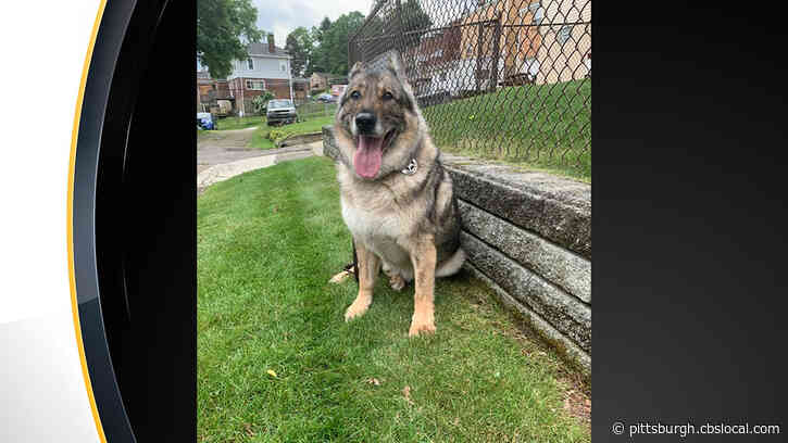 Pittsburgh Police Announce Death Of Retired K-9 Bazer