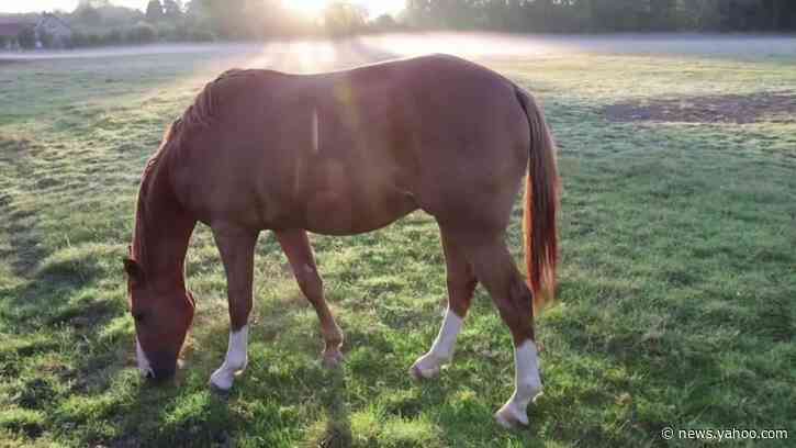 Man arrested over French horse attacks: BFMTV