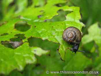 How to prevent garden pests this autumn