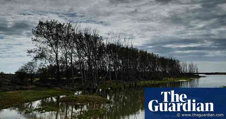 Country diary: sleeping spoonbills refuse to be disturbed