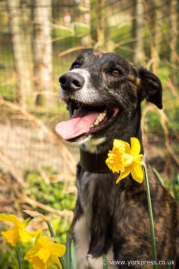 Adopt a pet: could you offer a home to Bandit?