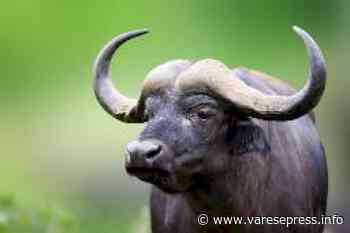 Samarate, la bufala smentita - Varesepress.info - Giornale online - Varese Press - giornale online