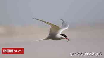 Lockdown and weather hampers Arctic tern breeding in Northumberland