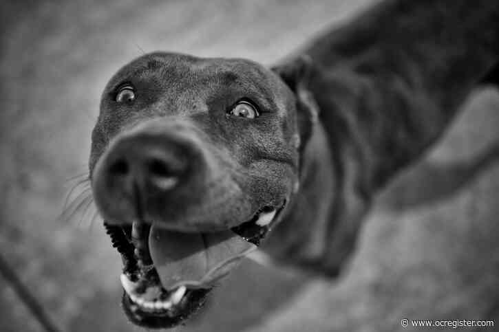 Pet microchipping bill heads to governor, but other animal welfare efforts come up short