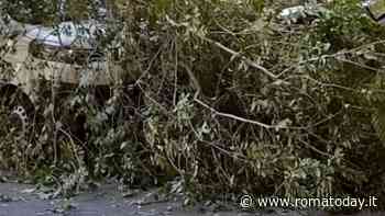 Piazzale delle Province, si spezzano rami e crollano in strada