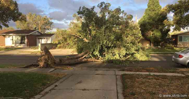 Wild winds slam northern Utah, knocking over trees and forcing school closures