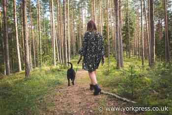 Minster Vets issue warning to York dog walkers after pets fall ill