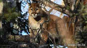 Cougar harassed with slingshot in Banff National Park, prompting rare charges