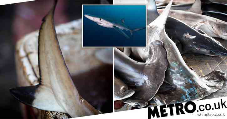 UK could become first country in Europe to ban shark fin trade after Brexit