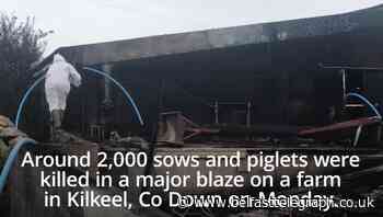 Co Down farmer devastated after over 2,000 pigs killed in fire