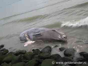 Butskopjong dood en zonder staart aangetroffen bij Borssele