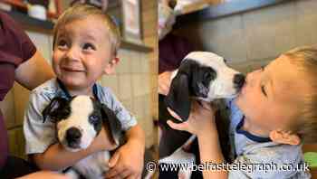 Two-year-old boy with cleft lip adopts puppy with same birth defect