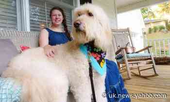Dog Tales: The Making of Man’s Best Friend review – are they just in it for the treats?
