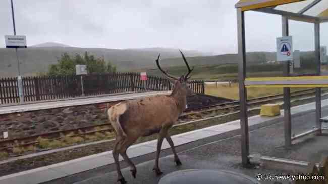 Stag Strolls Around Railway Station in Scottish Highlands