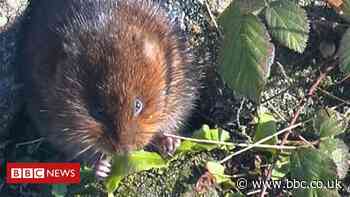 Washburn Valley release for threatened water voles