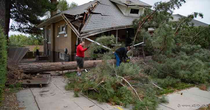 Hurricane-force winds kill one, topple hundreds of trees and knock out power for 170,000 residents