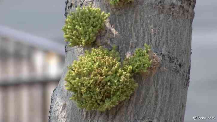 Mites infesting, destroying plants across Southern Arizona