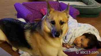 Texas City family looking for missing therapy dog Bella after downtown Houston car accident - KTRK-TV