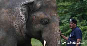 'World's loneliest elephant' allowed to quit zoo for new life
