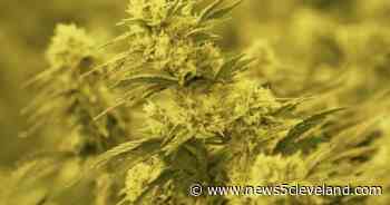 Ohio’s medical marijuana program still struggling to meet patient preferences, OSU study finds - News 5 Cleveland
