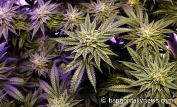 The pandemic has Maine medical marijuana business owners rethinking recreational sales - Bangor Daily News
