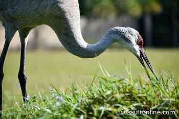 Sandhill Crane study crew coming to Algoma