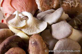 Why your next leather jacket or bag could be made of fungus