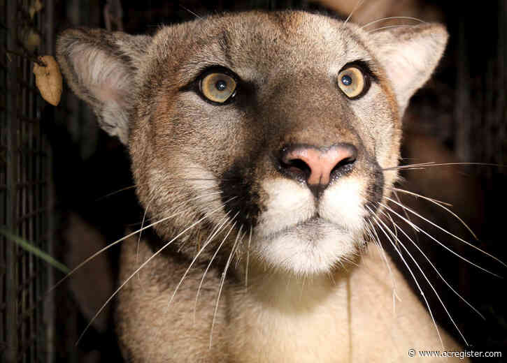 Cougars in Santa Monica Mountains show signs of inbreeding