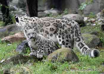Snow Leopard Cub Debuts at Brookfield Zoo Outside Chicago