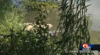 5 gators found ‘belly up’ in Louisiana bayou spur investigation by wildlife officials